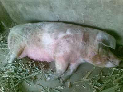 农业农村部办公厅关于防治非洲猪瘟加强生猪移动监管的通知